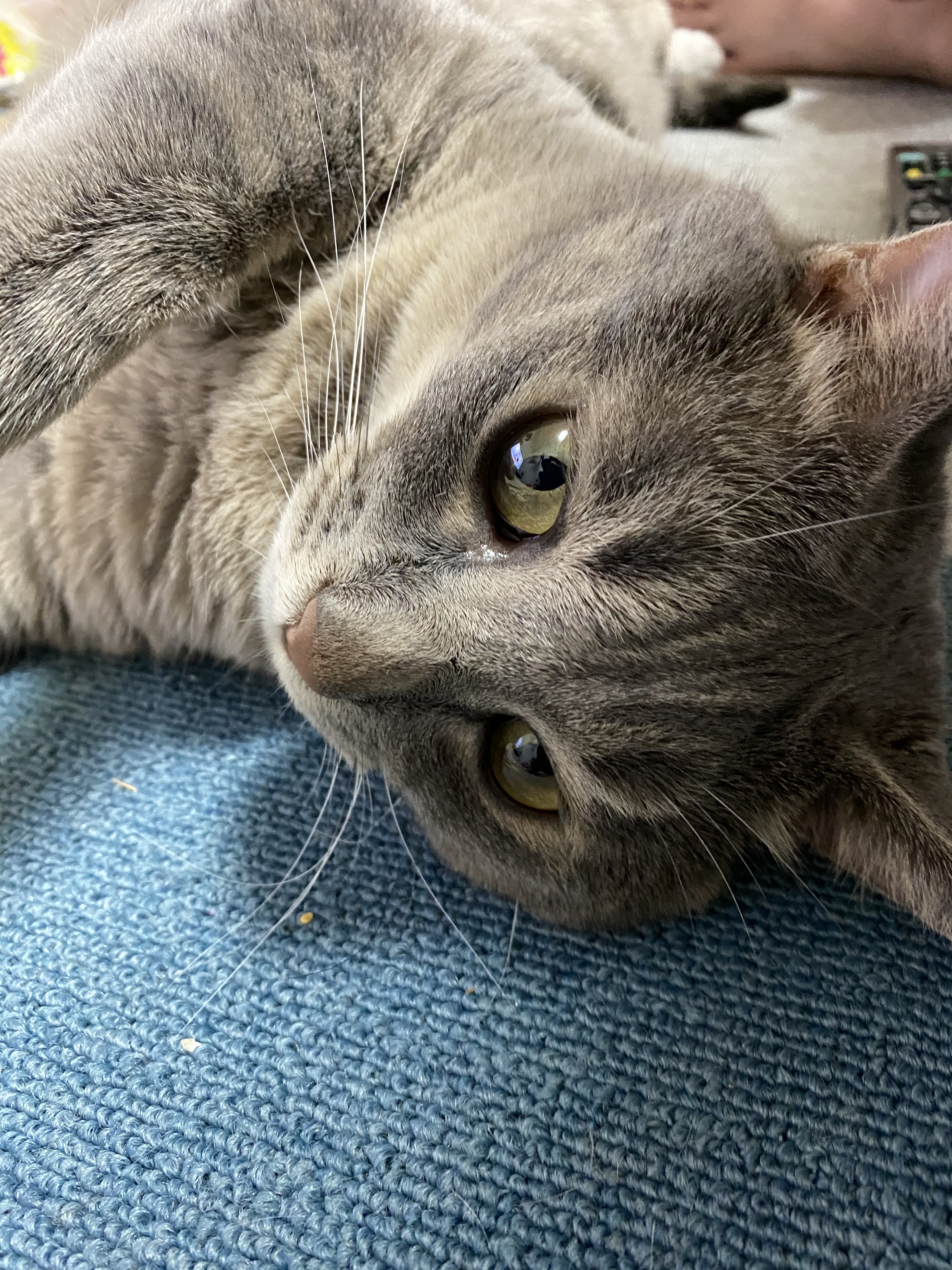 猫のひげ レンタル 機械レンタルネット 猫のひげ レンタル 機械レンタルネット